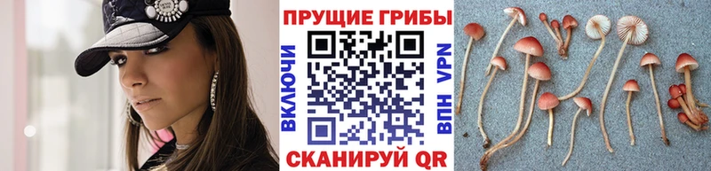 Галлюциногенные грибы прущие грибы  Купить где  Чегем 